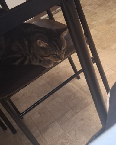Cute taby named Hermes