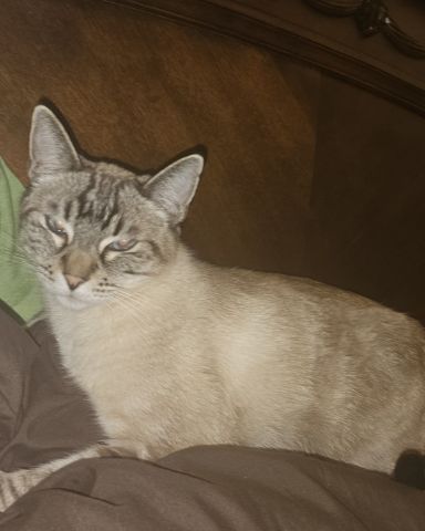 Cute Siamese/Tabby. named Taro