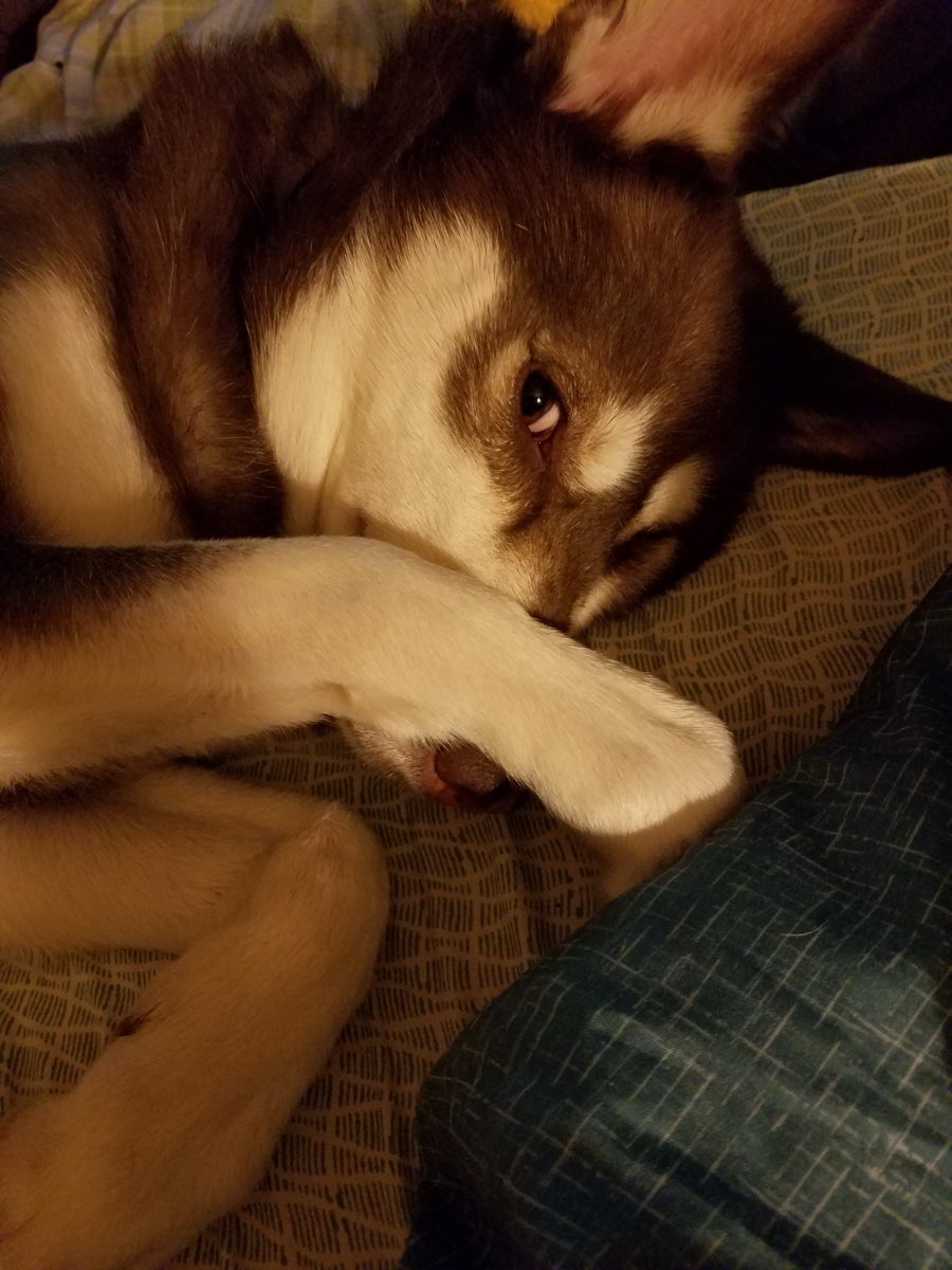 Cute Siberian Husky named Nala