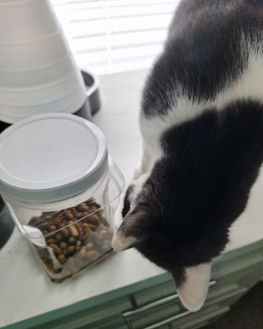 Cute American Shorthair named Cloudfur