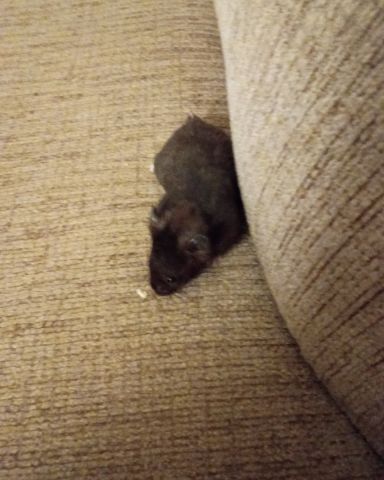 Cute black bear hamster named dean