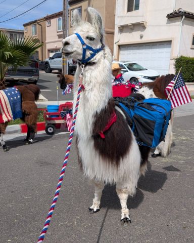 Cute Llama named Stanley
