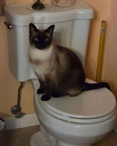 Cute Siamese named Luna🌙💫 (twin of Stella)