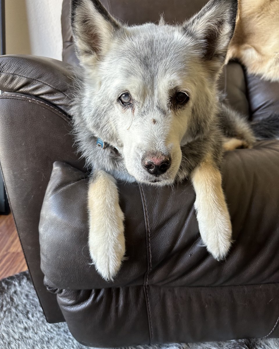 Cute dog named Loki