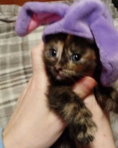 Cute cat named Gizmo