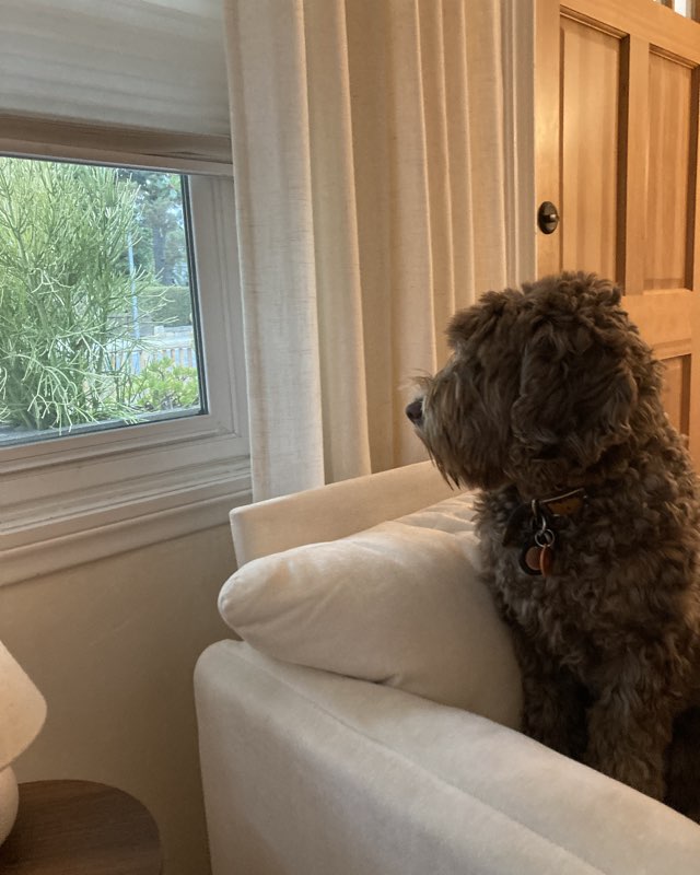 Cute dog named Poppy