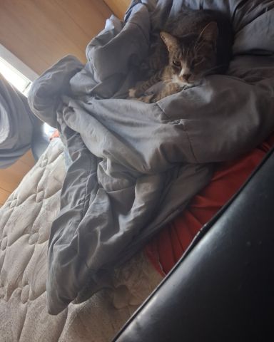 Cute half half orange cat and hairless cat. named Charlie
