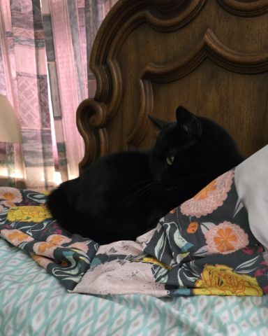 Cute cat named Balerion