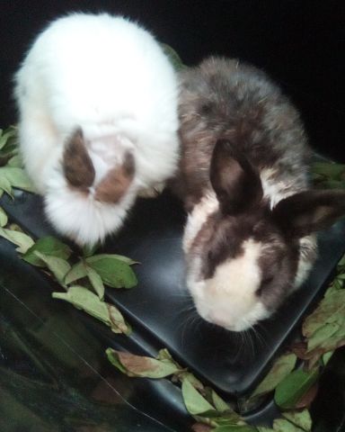 Cute rabbit named stormy and Lola bunny