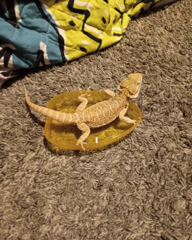 Cute bearded dragon named Mufasa