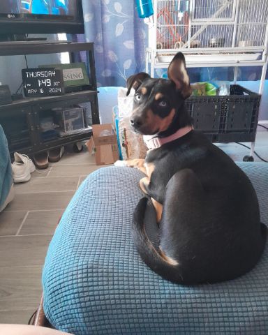 Cute dog named Gracie