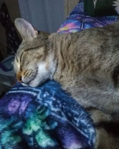 Cute Brown short haired tabby named Craby Patty