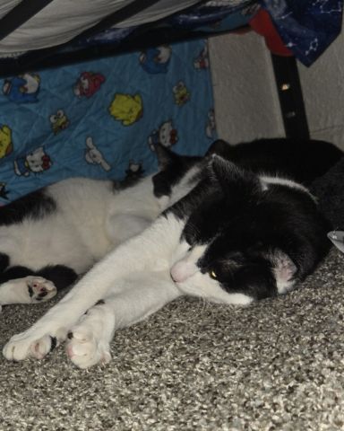 Cute Tuxedo named Skeleton