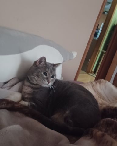 Cute short haired cat named dutchess