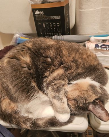 Cute calico cat named Smokey Topaz