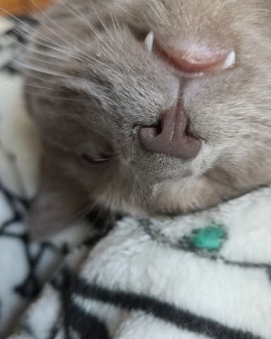 Cute cat named Chino