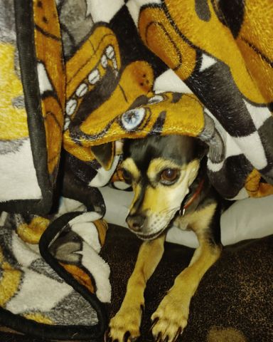 Cute Chiweenie named Suki