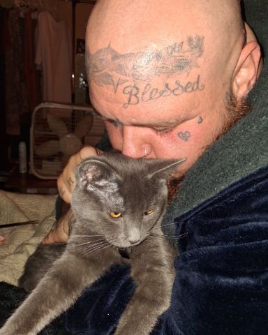 Cute Russian blue named Biscuits