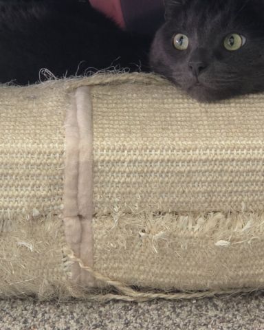 Cute cat named Happy
