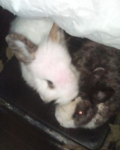 Cute rabbit named stormy and Lola bunny