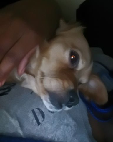 Cute PugZu named Yuri