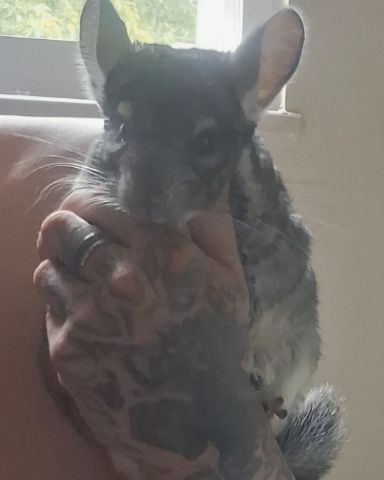 Cute Chinchilla named Chimmichanga
