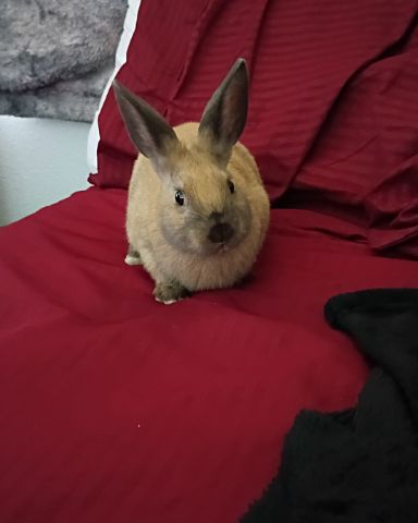 Cute Bunny named Dravina