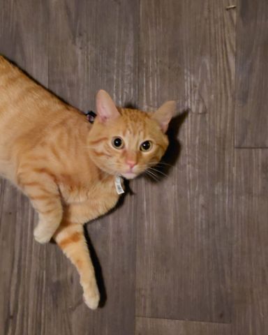 Cute Orange tabby named Phenyx