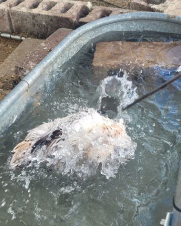 Cute duck named Della