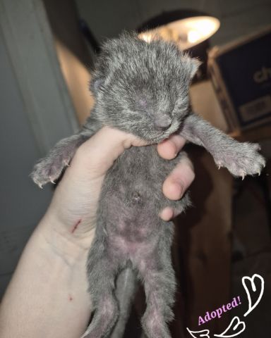 Cute Domestic Shorthair named Ashe [and her babies]