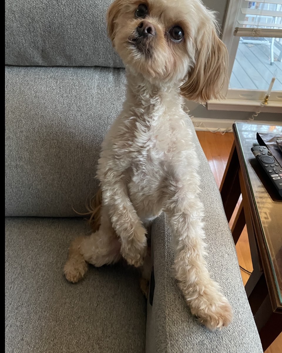 Cute Peekapoo dog named Chewie