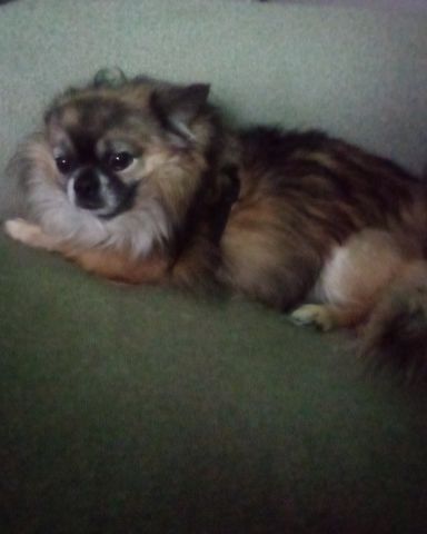 Cute Long Haired Chihuahua named Rocko
