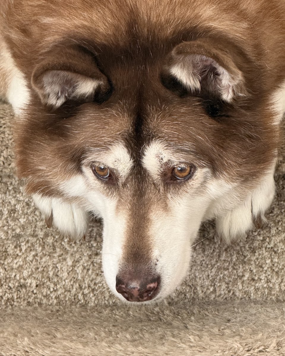 Cute dog named Nala