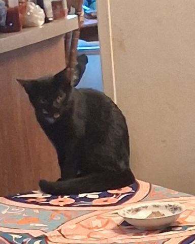 Cute black cat named Wednesday