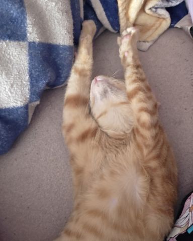 Cute Orange cat named Hades