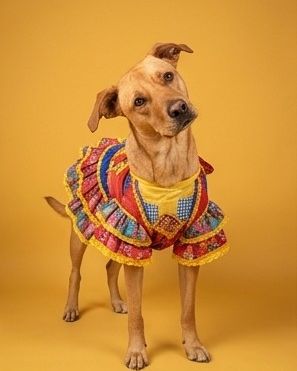 Cute Mutt named Manny