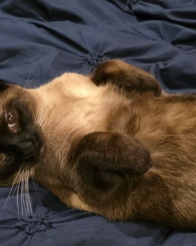 Cute Siamese named stub tail Stella🙃😎 (twin of Luna)