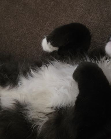 Cute cat named Andy