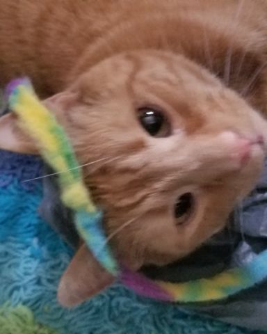 Cute cat named Tyler