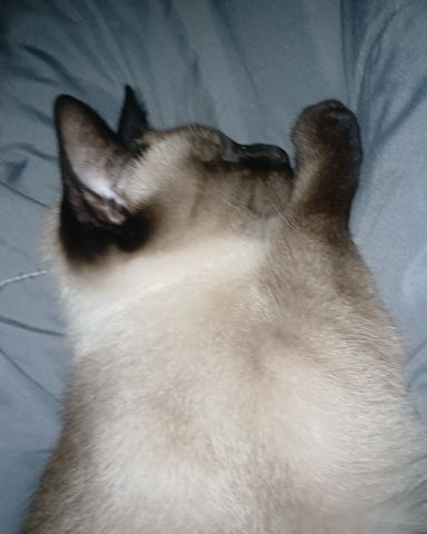 Cute Siamese named Ace
