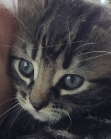 Cute cat named Noodle
