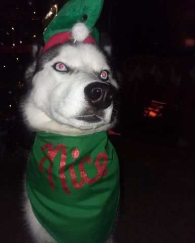 Cute Siberian Husky named Hemi
