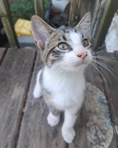 Cute cat named Sol