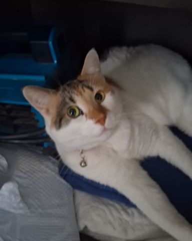 Cute Calico maincoon named Callie