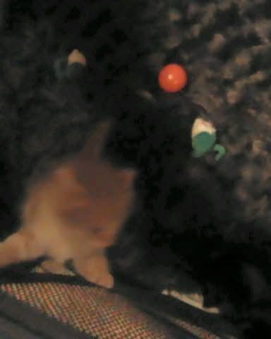 Cute cat named Lucky