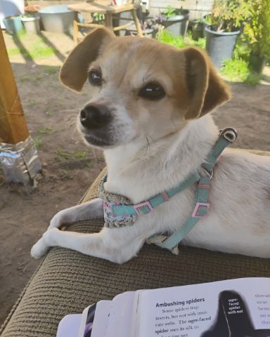 Cute Chihuahua named Princess