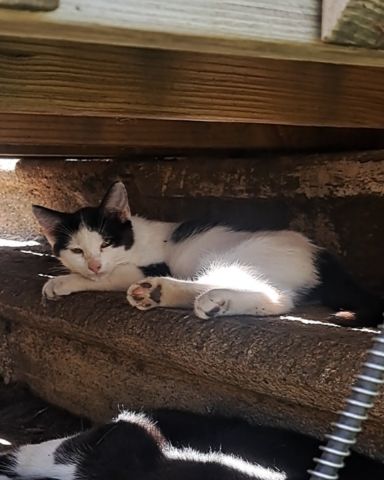 Cute cat named Little-Panda