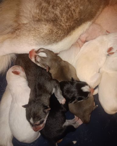 Cute Siberian Husky and German Shepard mix named Puppies
