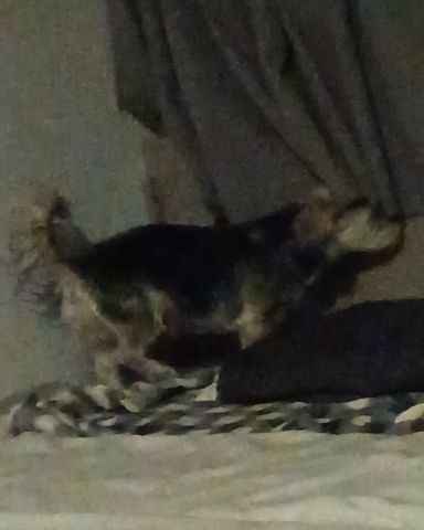 Cute dog named Anna