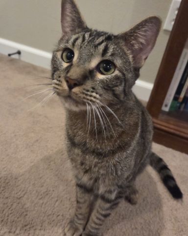 Cute cat named Clover